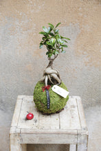 Carica l&#39;immagine nel visualizzatore di Gallery, Kokedama M
