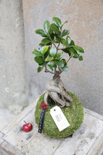 Carica l&#39;immagine nel visualizzatore di Gallery, Kokedama M
